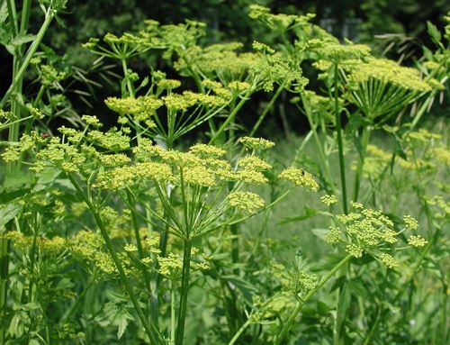Wild Parsnip