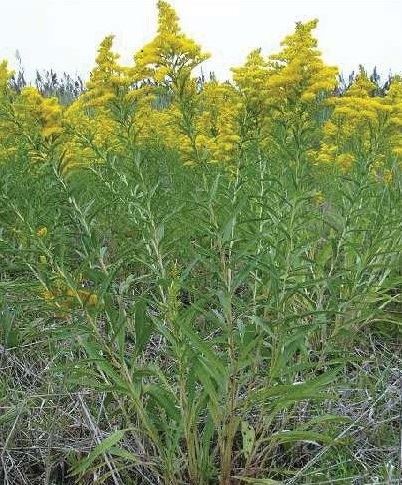 Seaside Goldenrod
