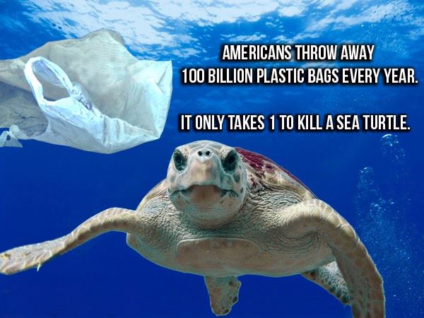 Turtle and bag statement