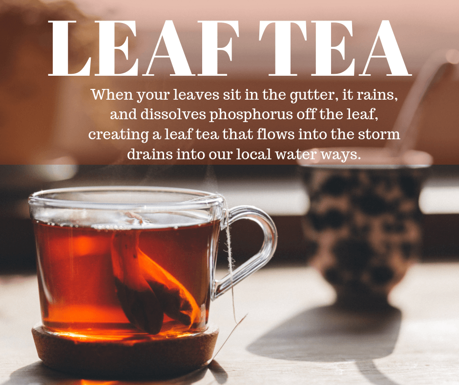 3 Leaf Tea