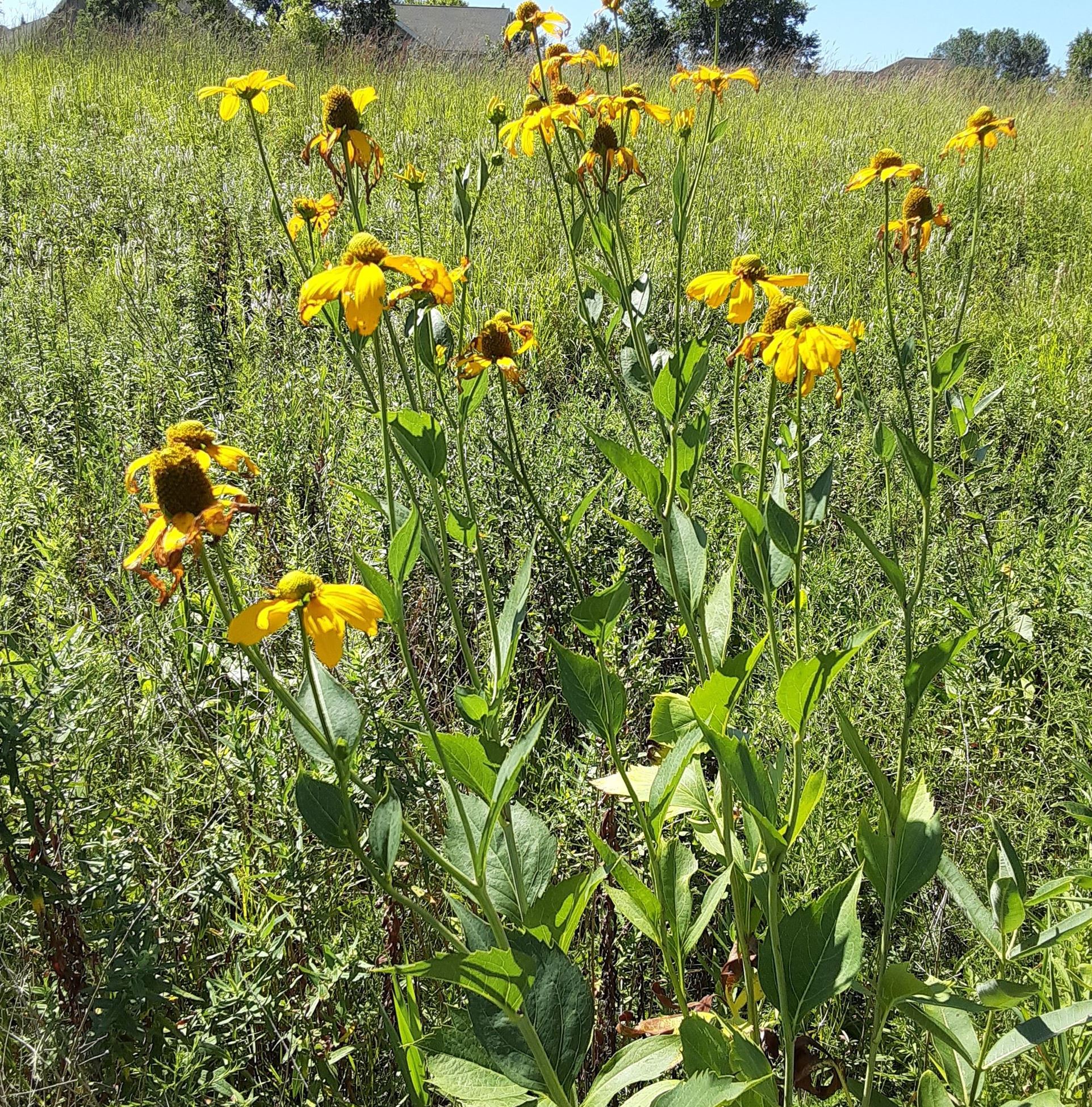 Black Eyed Susans