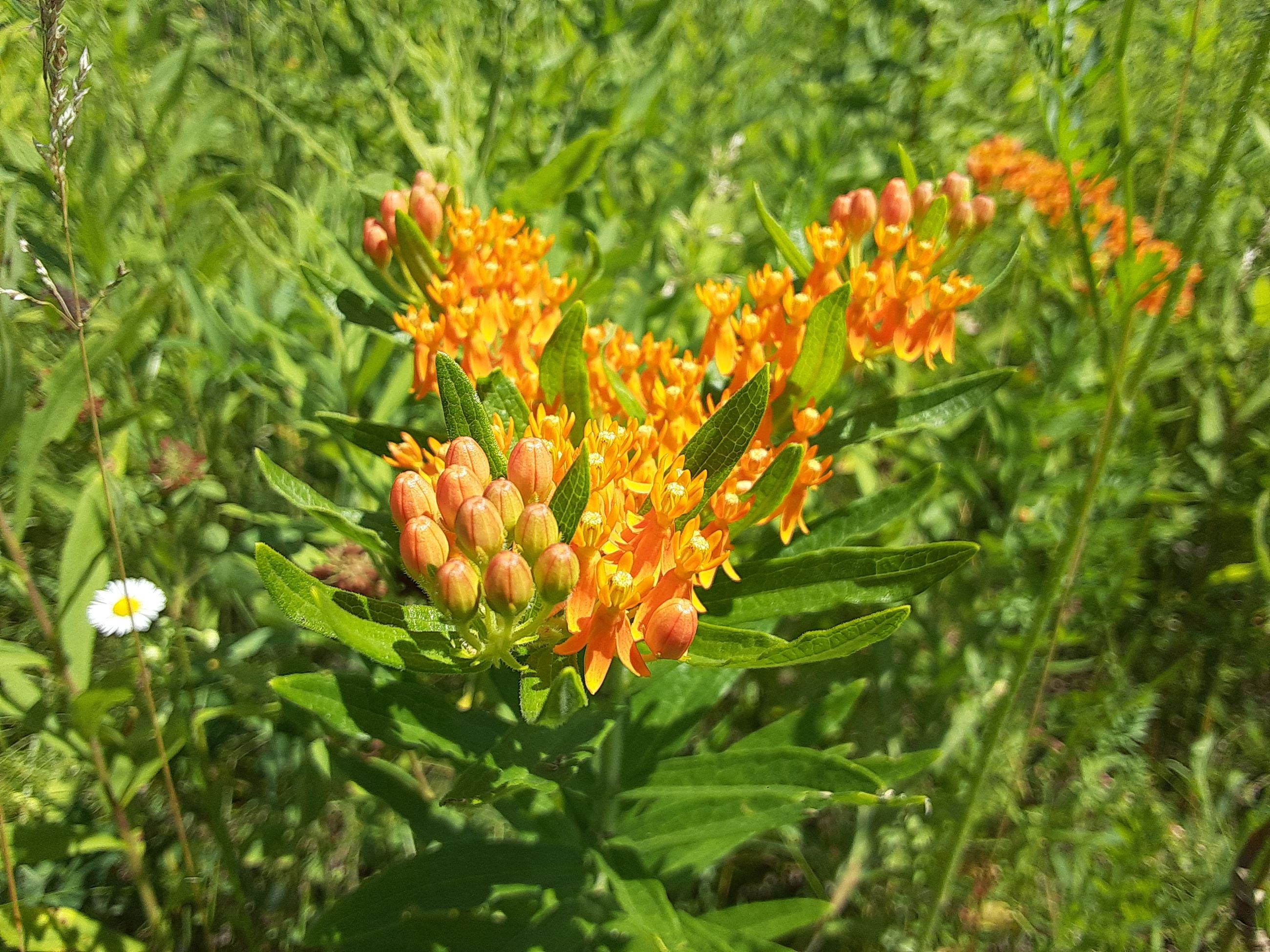 Butterfly Milkweed