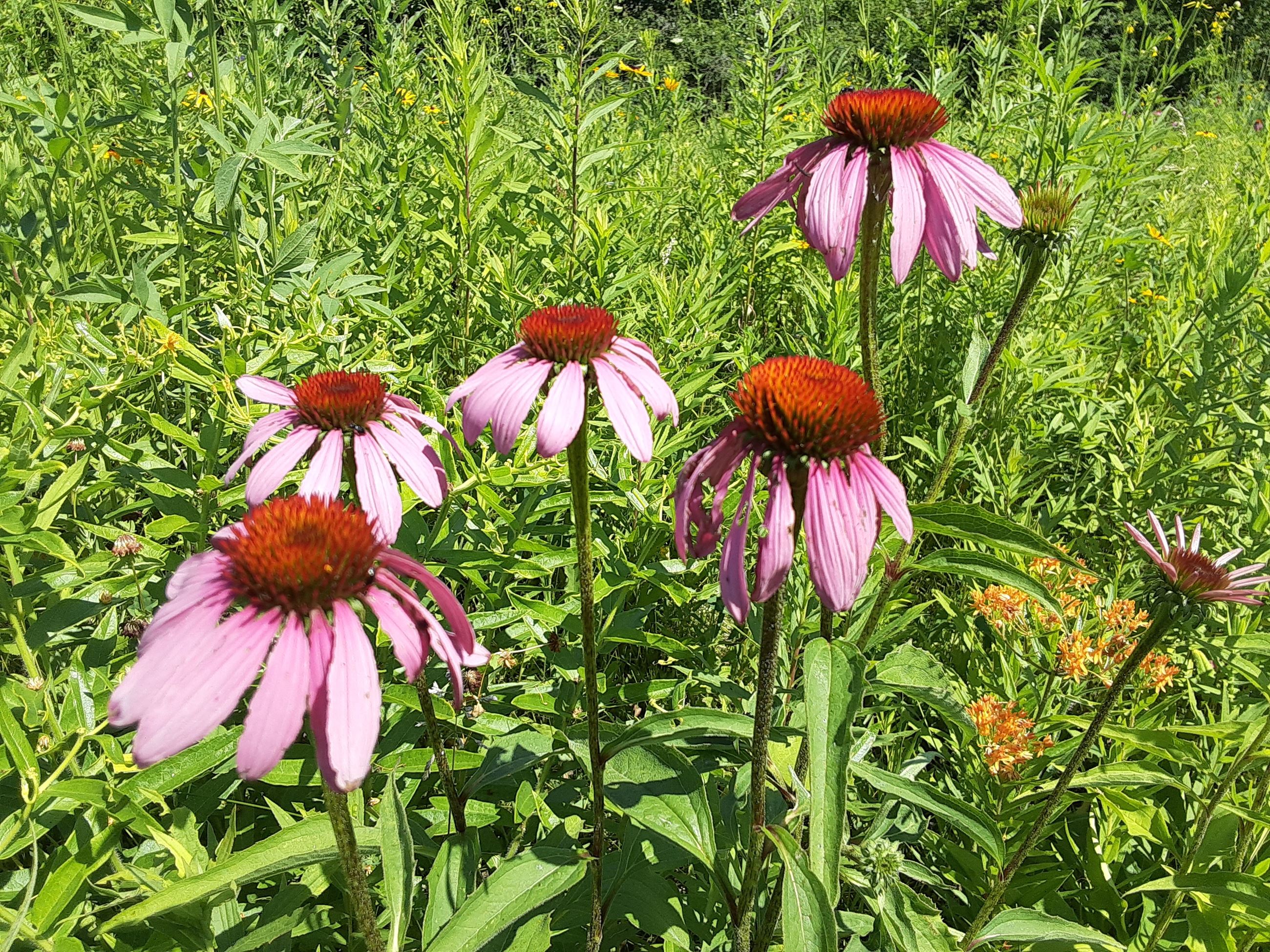 Purple Coneflower