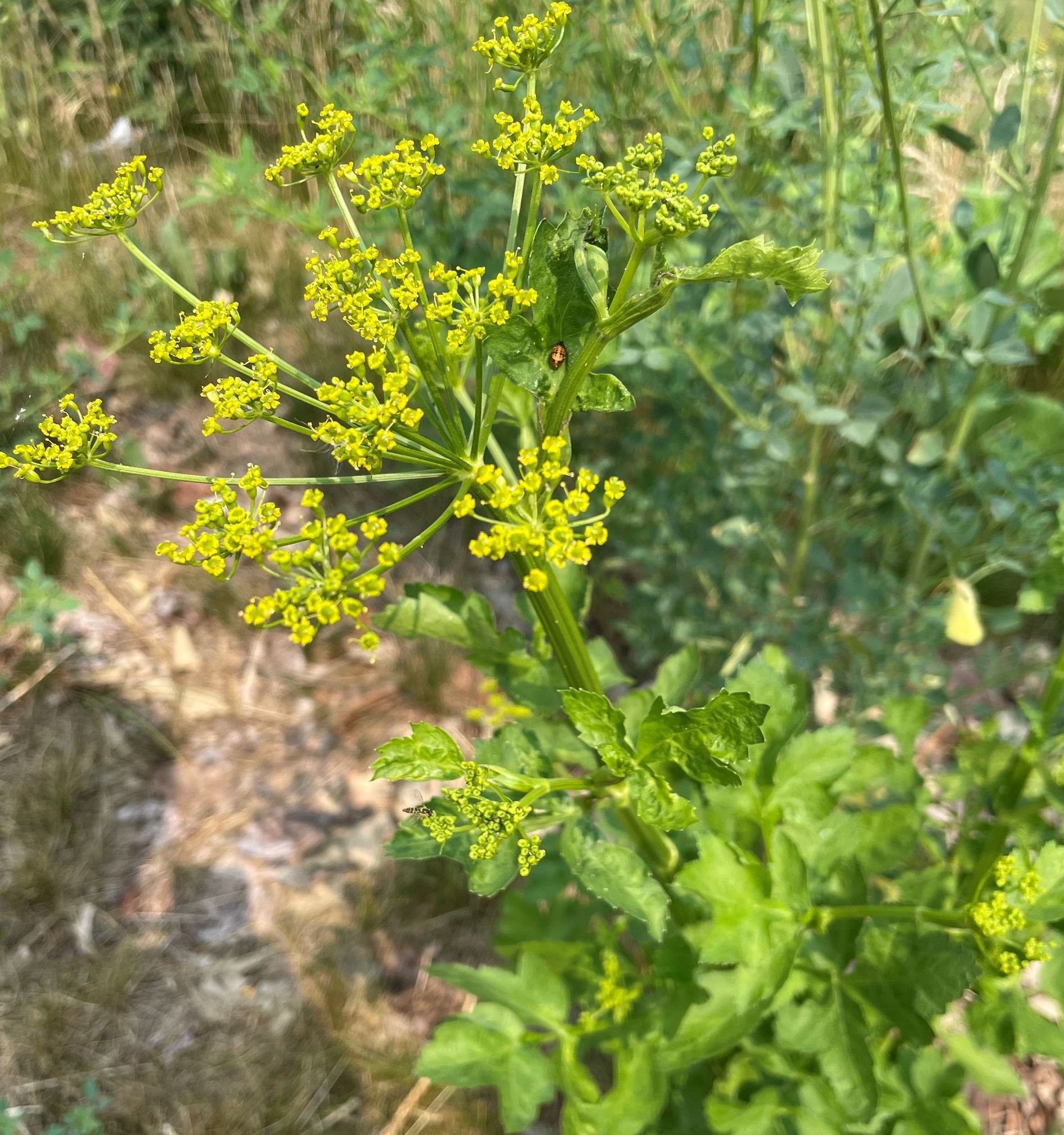 Wild parsnip