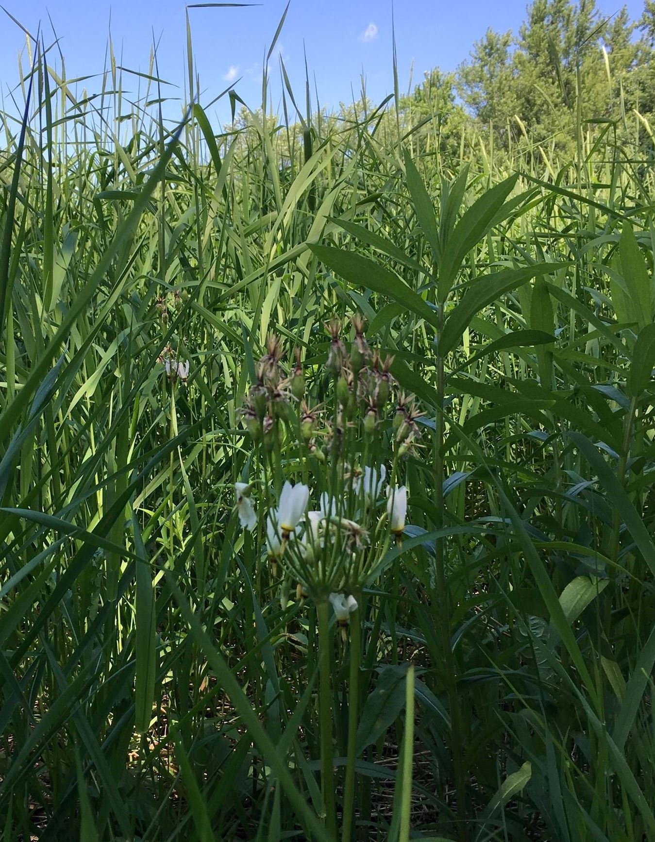 shooting star - McGaw Park