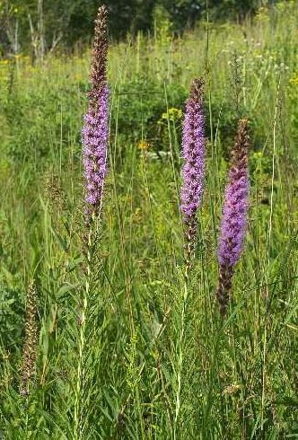 stiff spike gayfeather - McGaw Park