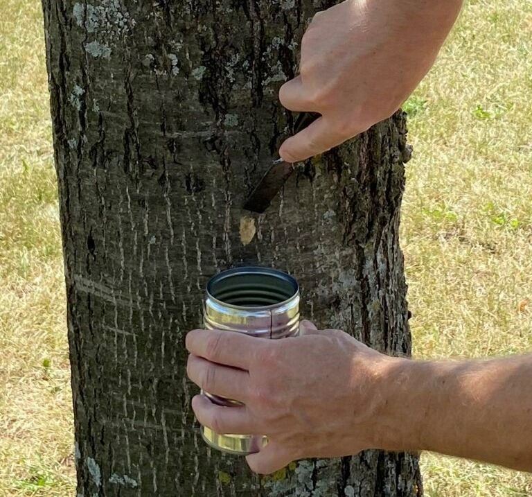 spongy moth egg mass scraping