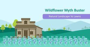 Wildflowers infographic thumbnail