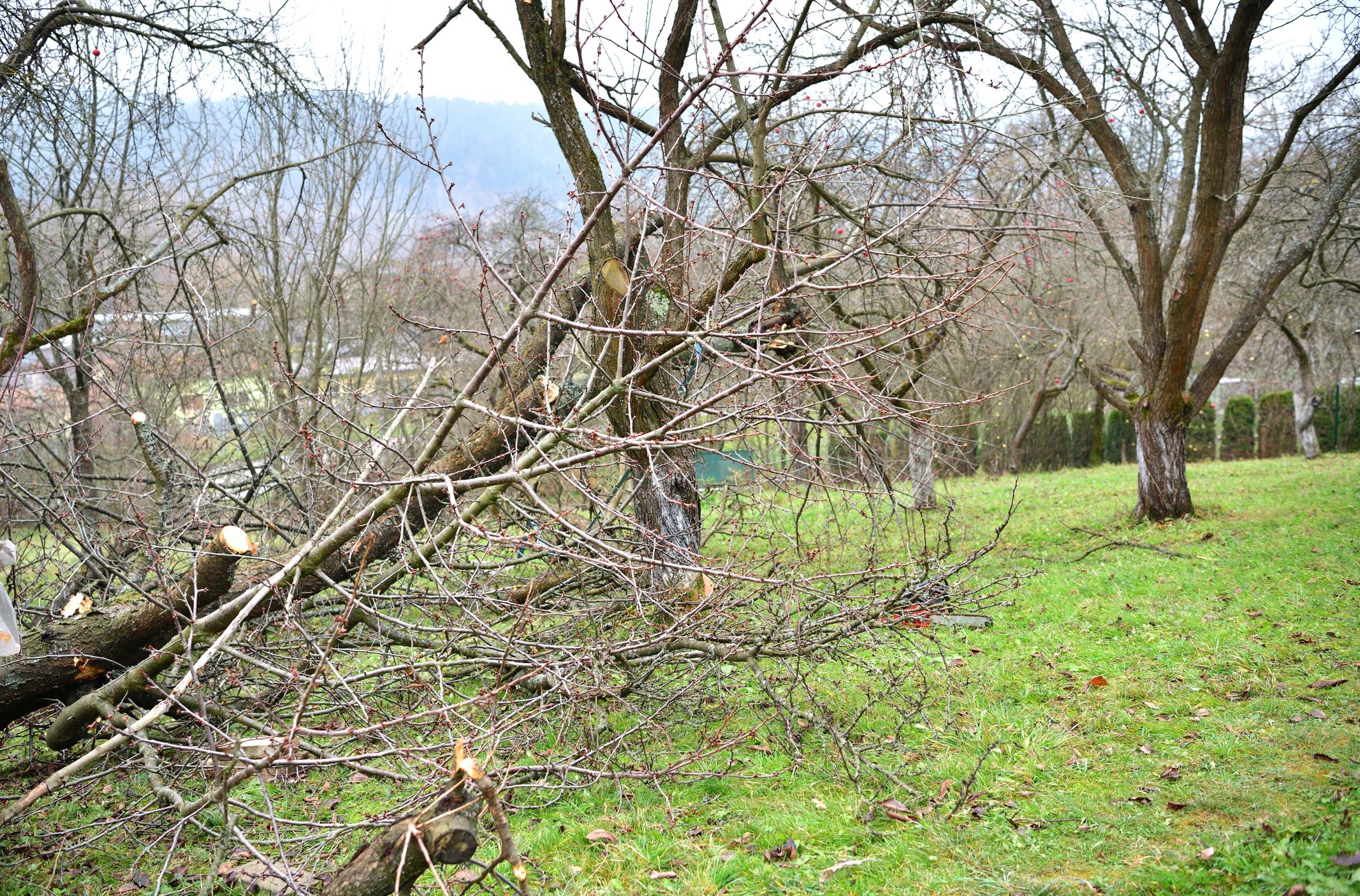 Downed tree branches from storm