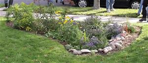 rain garden