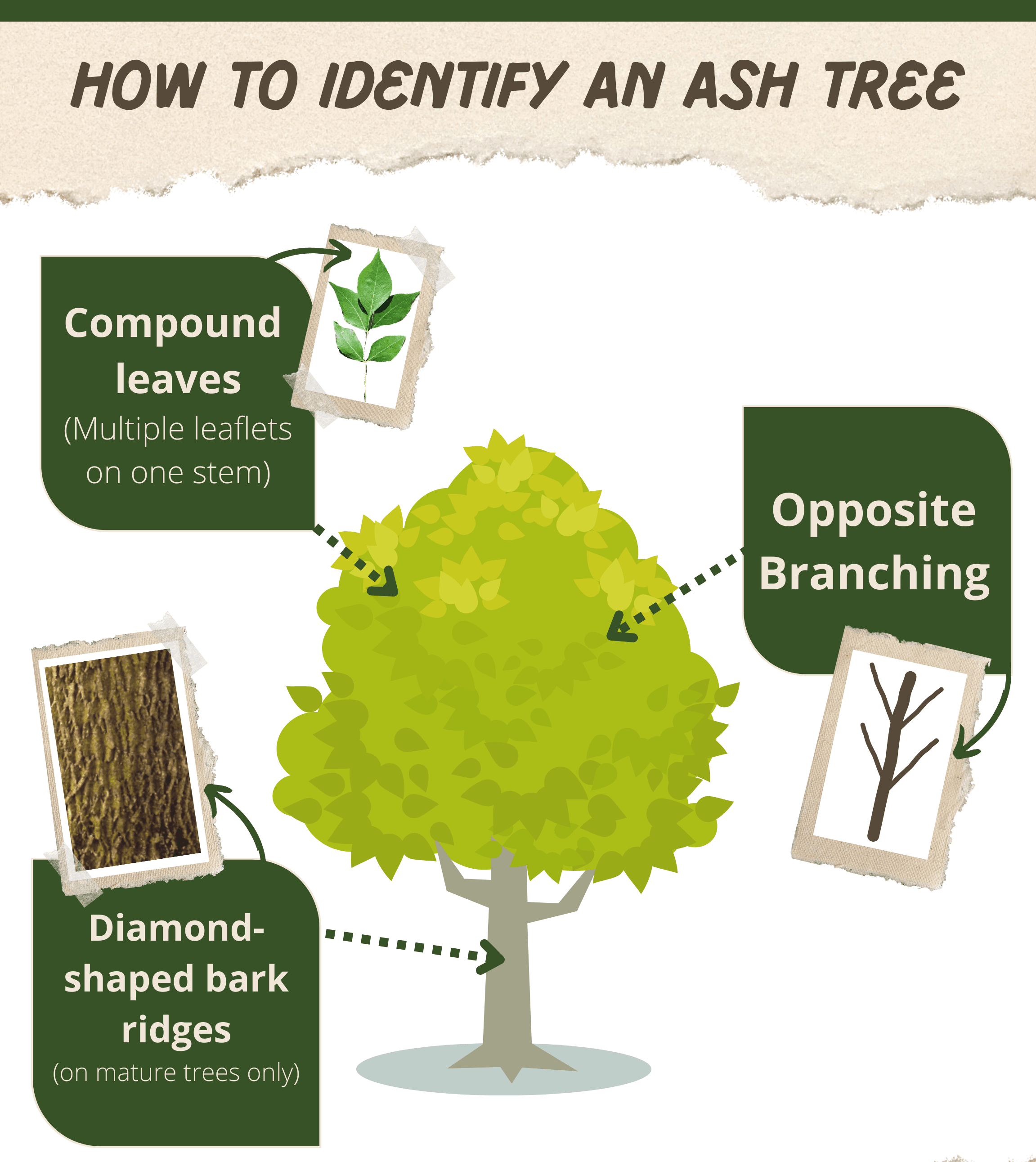 How to identify an Ash Tree - Small