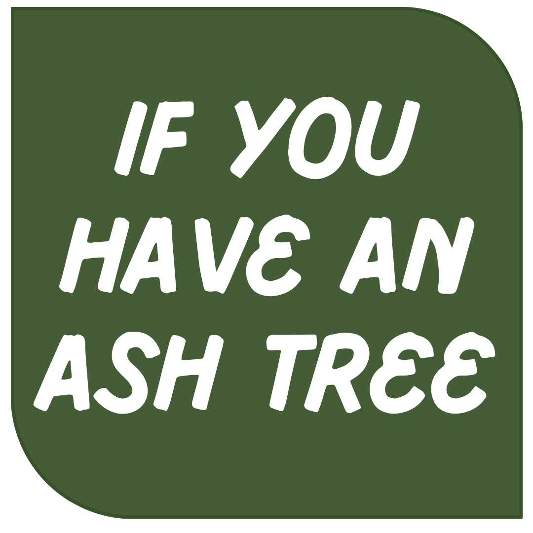 If You Have an Ash Tree Opens in new window