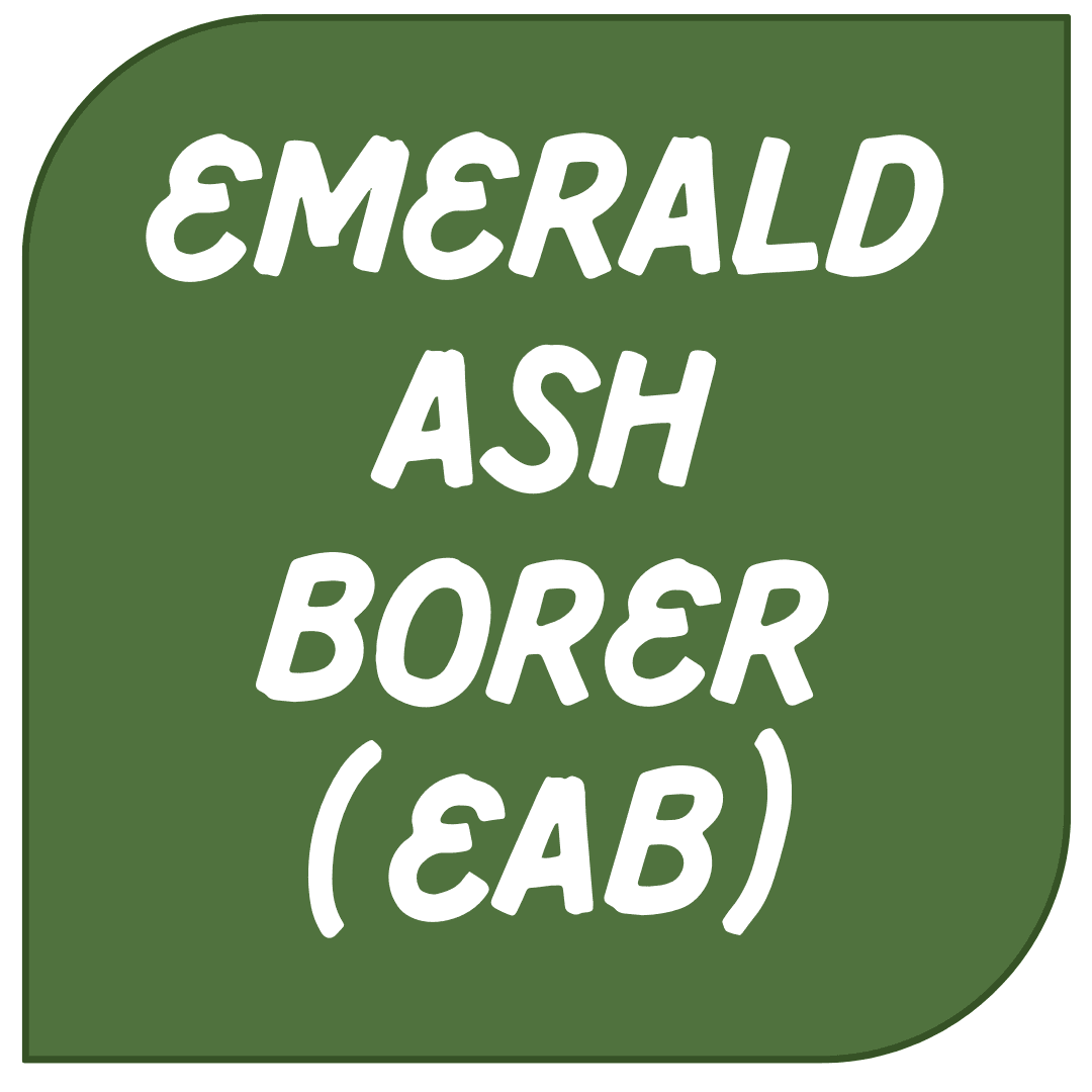 Icon Link - EAB
