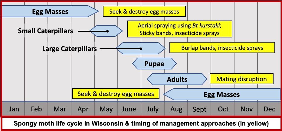 Spongy-moth-life-cycle-management