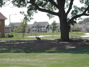 Parks_Black_Walnut_Preserve